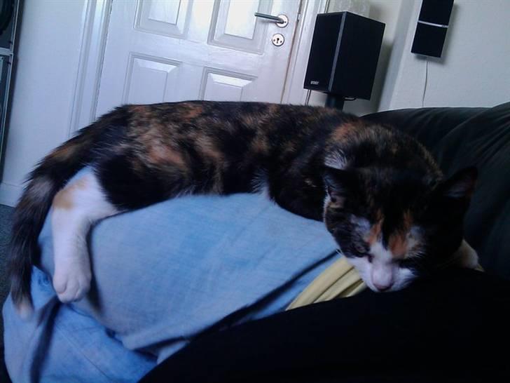 Huskat Peewii - 5 mdr efter jeg fik hende hjem billede 8