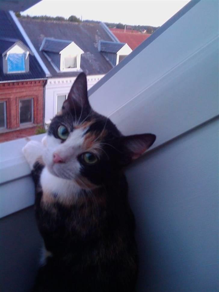 Huskat Peewii - 5 mdr efter jeg fik hende hjem. Boede på 3 sal og hun hoppede ALDRIG ud. Nu bor vi i hus <3 billede 9