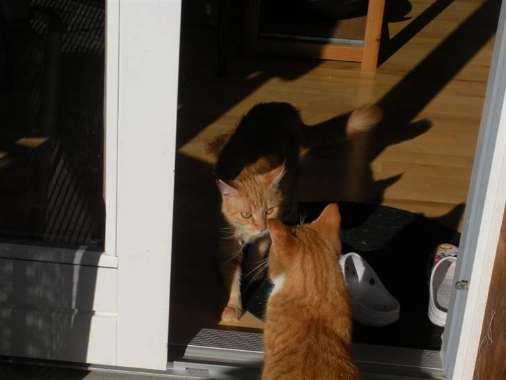 Maine Coon Prinsesse Luna - De har det fint nok sammen, men man skal altid være lidt på vagt ;P Foto: Emma Kloster billede 17