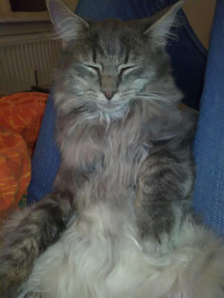 Blanding af racer Kenai billede 10