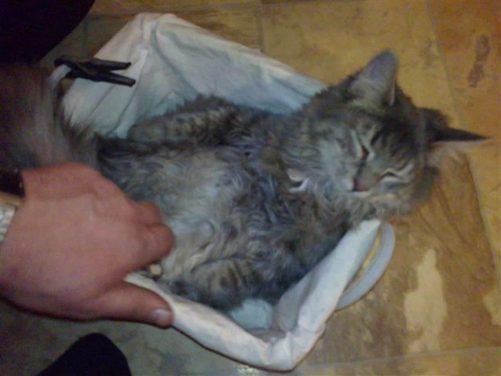 Blanding af racer Kenai billede 11