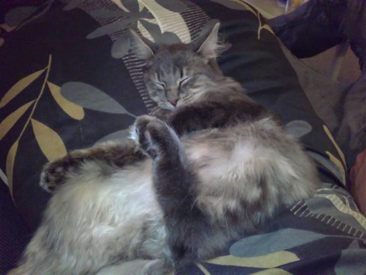 Blanding af racer Kenai billede 12