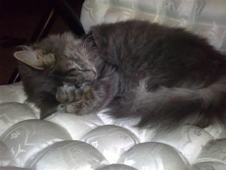 Blanding af racer Kenai billede 13