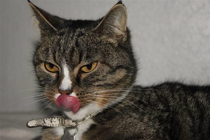 Huskat Pjevs <3 - fuck a mester , her er det mig der bestemer ;)  billede 8