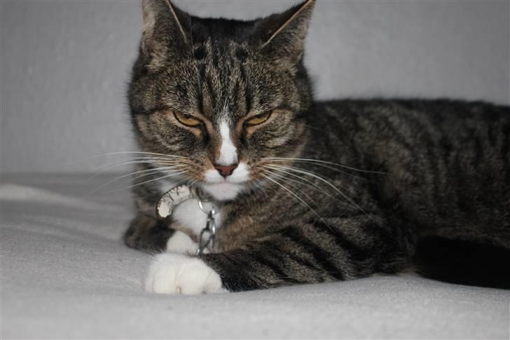 Huskat Pjevs <3 - dear me i dear u ;)  billede 9