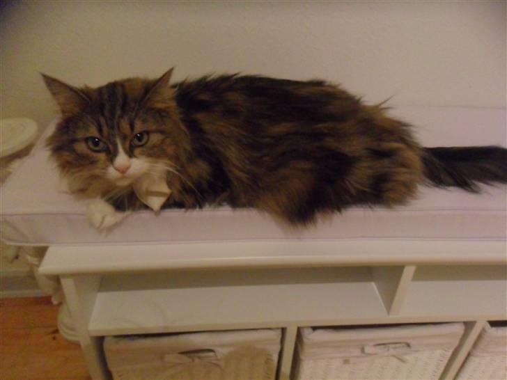 Blanding af racer Missi EFTERLYST billede 10