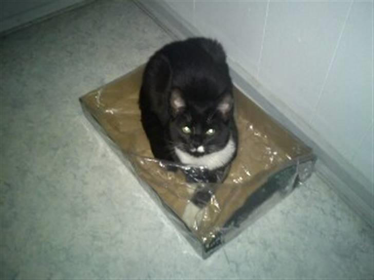 Blanding af racer Zimba billede 8