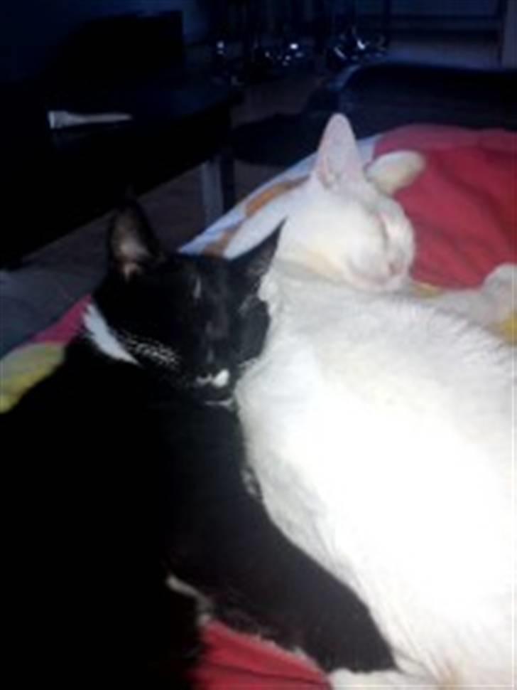 Blanding af racer Zimba billede 9