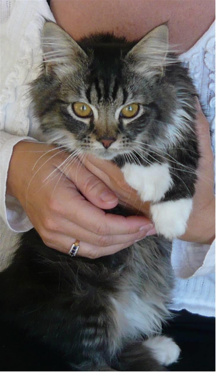 Norsk Skovkat Elvis billede 6