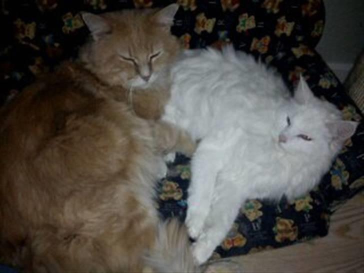 Maine Coon Smilla  (er drægtig) billede 8