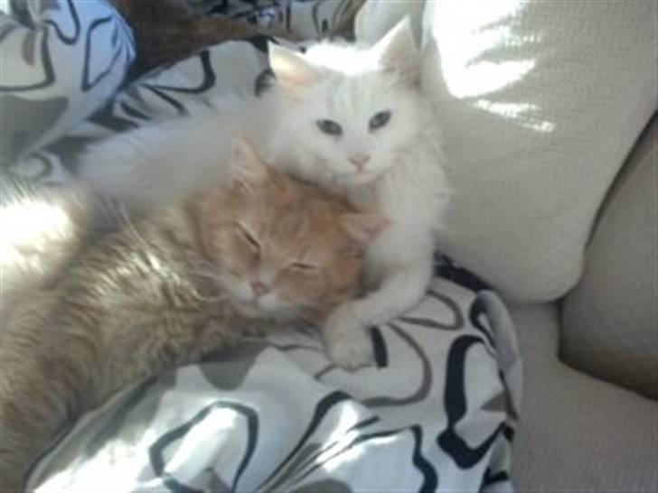 Maine Coon Smilla  (er drægtig) - taget december måned 2010 billede 9