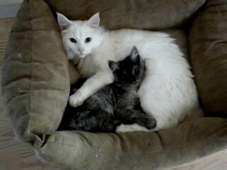 Maine Coon Smilla  (er drægtig) billede 10