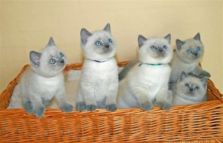 British Shorthair Ramone(Empire's Nautilus) - Netop dette billede er fra hans opdrætter: http://british-empire.dk/lang1/litter_l.html - Det er ramone og hans 4 brødre :) billede 8