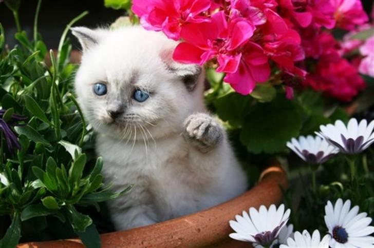 British Shorthair Ramone(Empire's Nautilus) billede 9