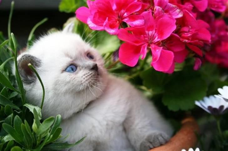 British Shorthair Ramone(Empire's Nautilus) billede 10