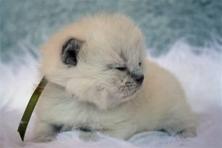 British Shorthair Ramone(Empire's Nautilus) billede 11