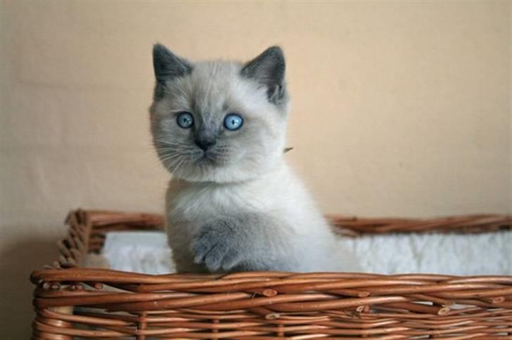 British Shorthair Ramone(Empire's Nautilus) billede 12