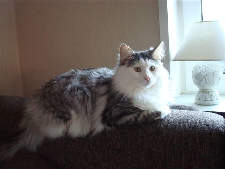 Norsk Skovkat Kejserheden's Gustau - Gustau putter lige men holder øje ved vinduet... (Vinter 2010) NYT billede 7