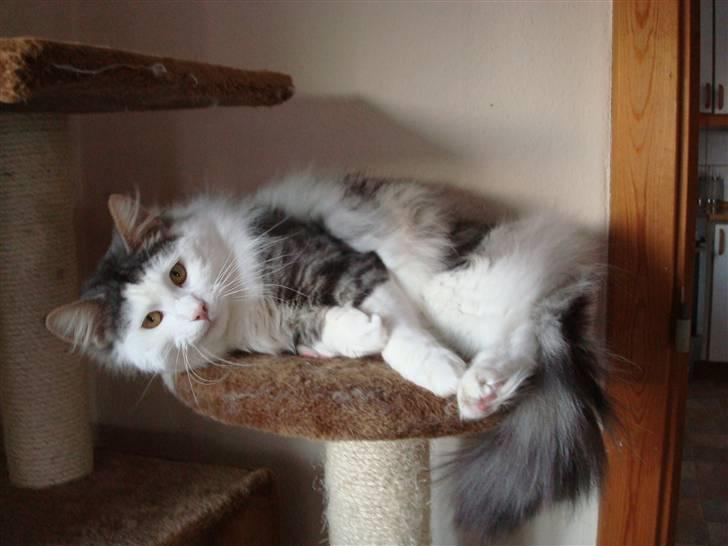 Norsk Skovkat Kejserheden's Gustau - Ligger lige og hygger (Vinter 2010) billede 8