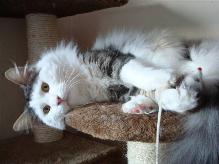 Norsk Skovkat Kejserheden's Gustau - Gustau hygger på kradsetræet (Vinter 2010) billede 11