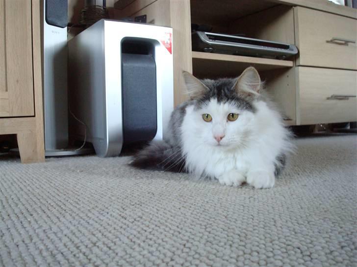 Norsk Skovkat Kejserheden's Gustau - Gustau (Vinter 2010) billede 9