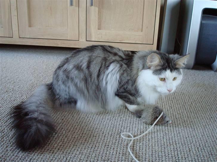 Norsk Skovkat Kejserheden's Gustau - Gustau (Vinter 2010) billede 10