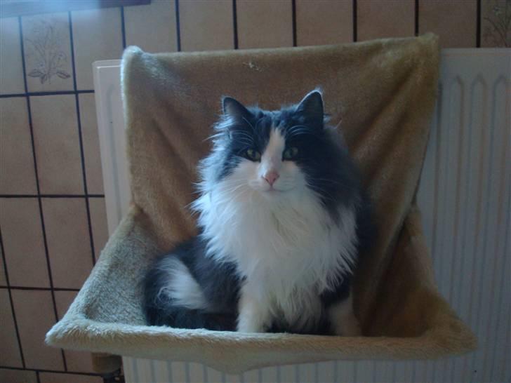 Norsk Skovkat DK Lunden's Cilina *Himmelkat* - Cilina 2 år billede 3