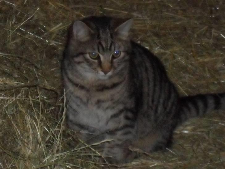 Huskat bober billede 1