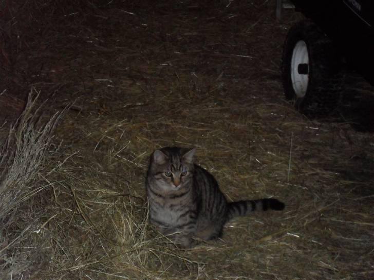 Huskat bober billede 2