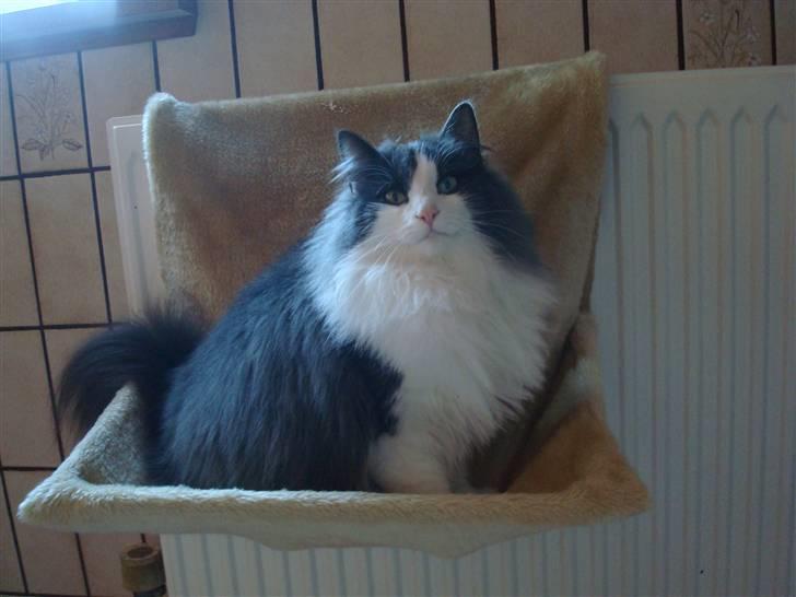 Norsk Skovkat DK Lunden's Cilina *Himmelkat* - Cilina 2 år billede 4