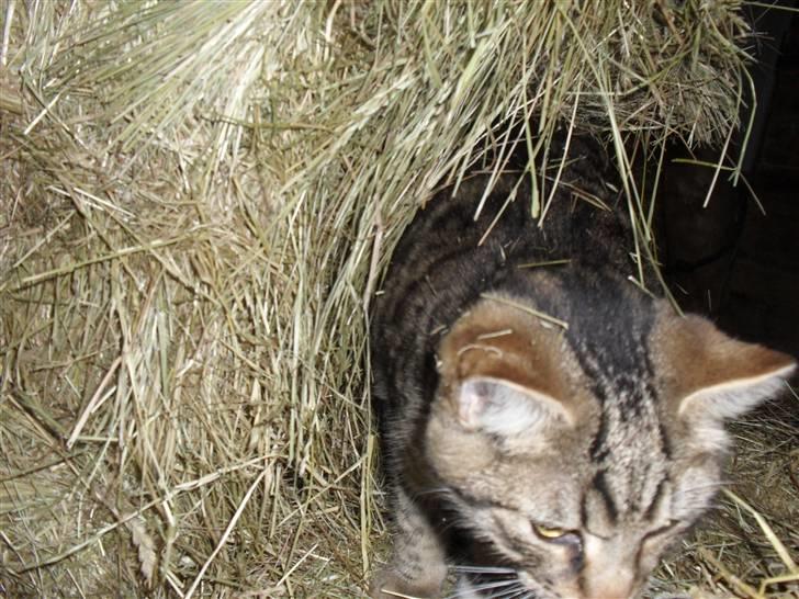 Huskat bober billede 3