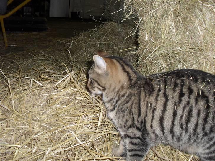 Huskat bober billede 4