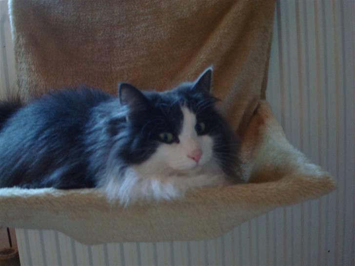 Norsk Skovkat DK Lunden's Cilina *Himmelkat* - Cilina 2 år billede 5