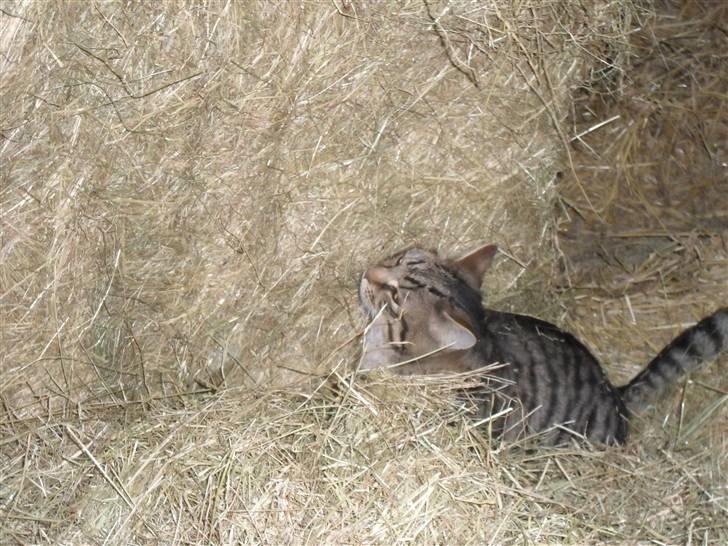 Huskat bober billede 5