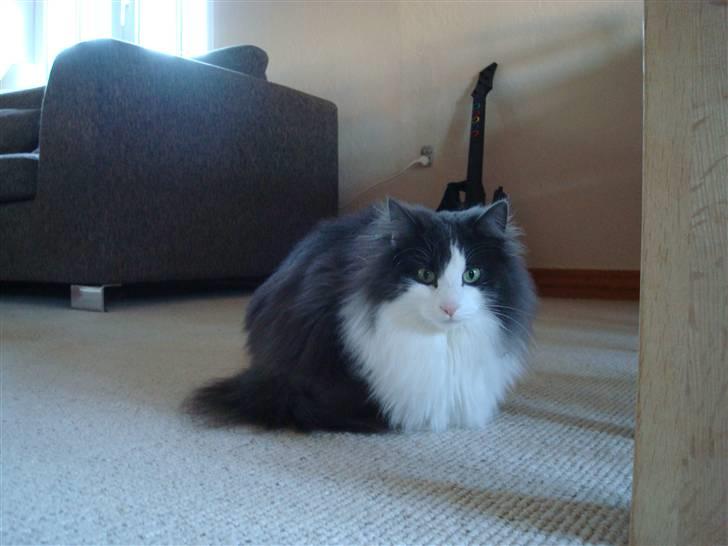 Norsk Skovkat DK Lunden's Cilina *Himmelkat* - Cilina 2 år billede 2