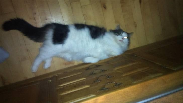 Norsk Skovkat Pjuske billede 1