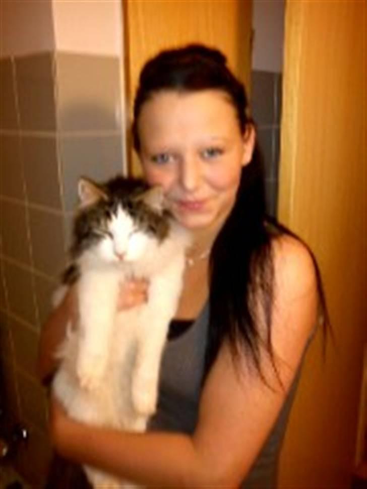 Norsk Skovkat Pjuske billede 2