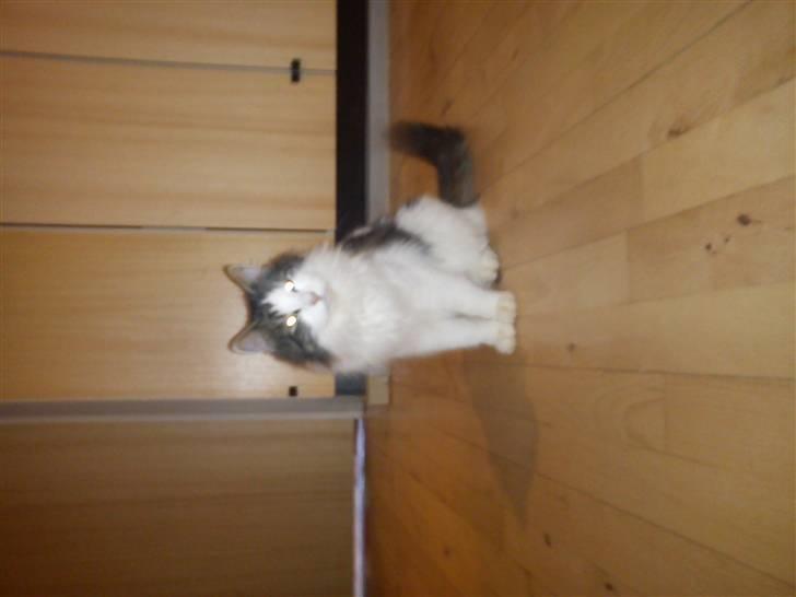 Norsk Skovkat Pjuske billede 3