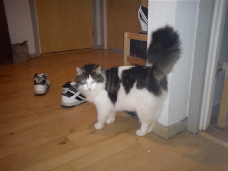 Norsk Skovkat Pjuske billede 4