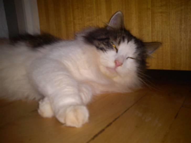 Norsk Skovkat Pjuske billede 5