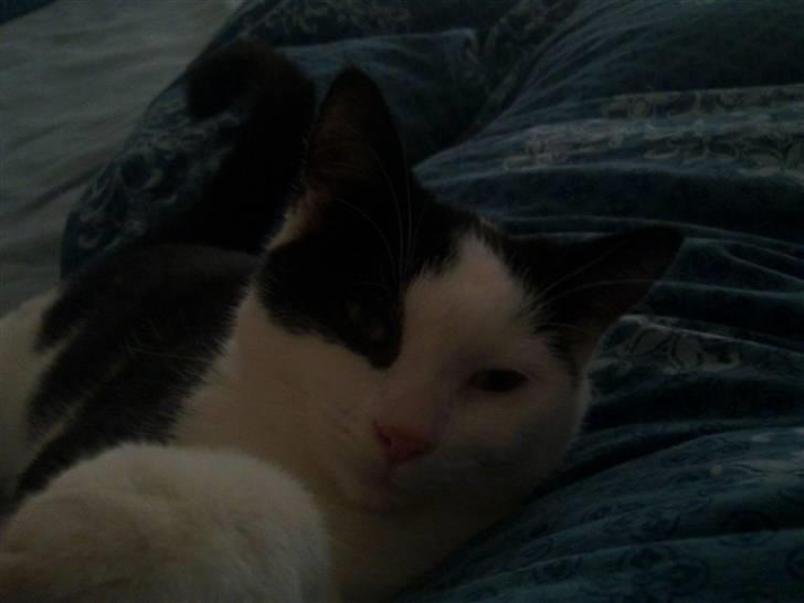 Huskat sille billede 1