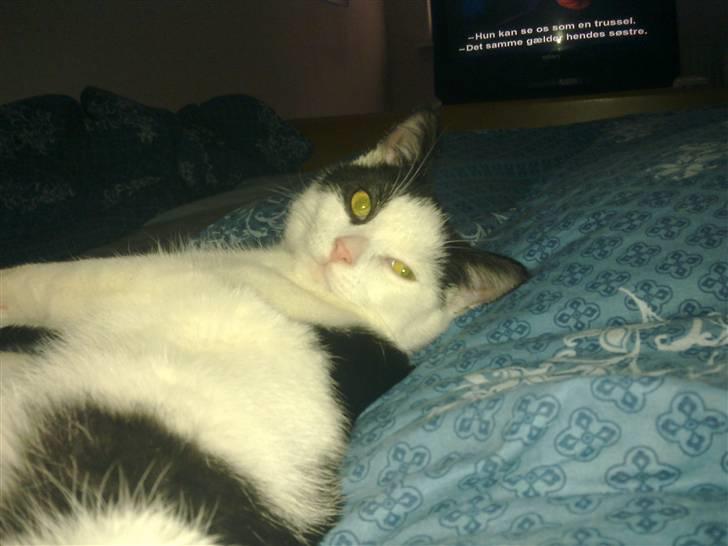 Huskat sille billede 2