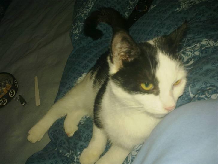 Huskat sille billede 3