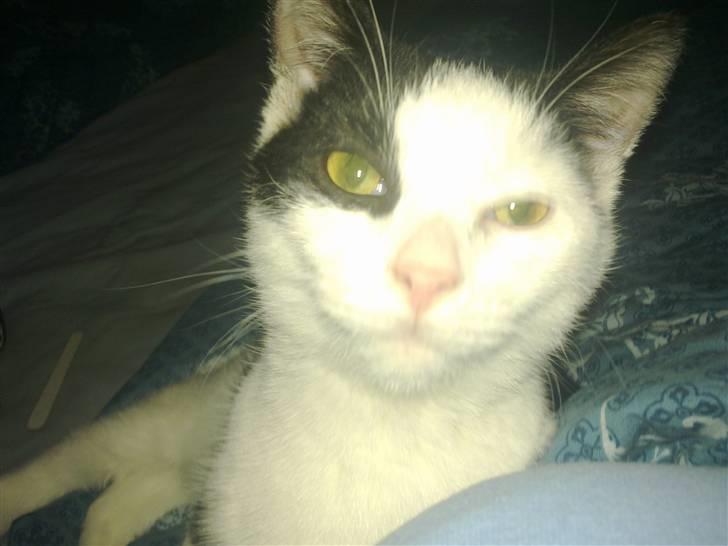 Huskat sille billede 4