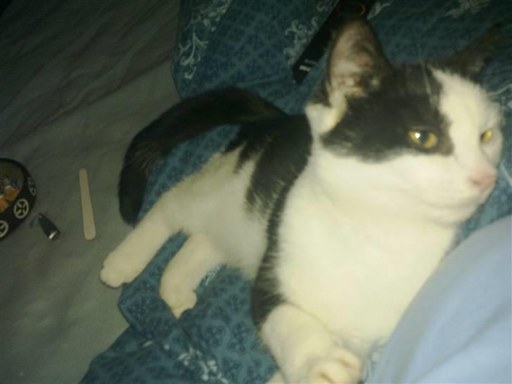 Huskat sille billede 5