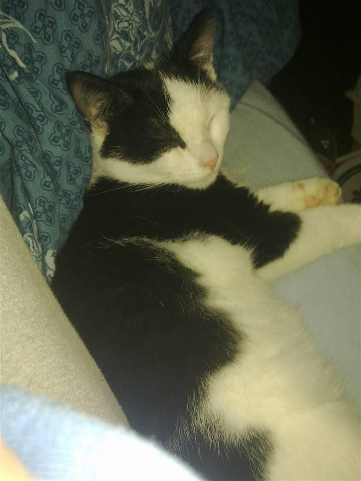 Huskat sille billede 6