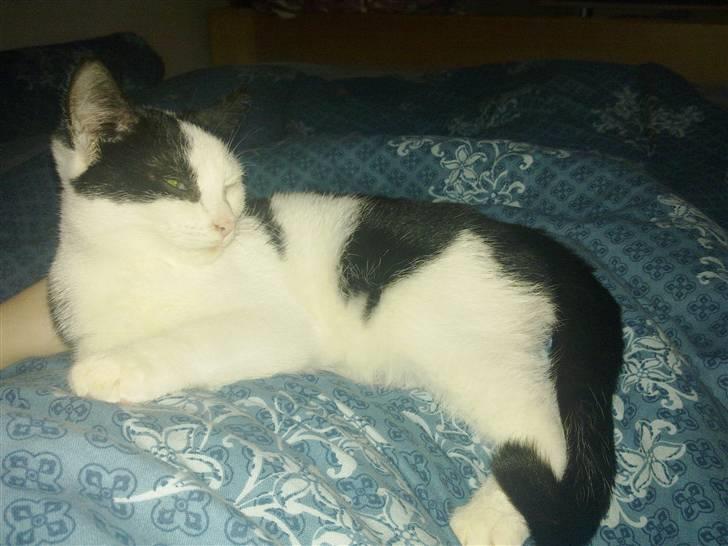 Huskat sille billede 7