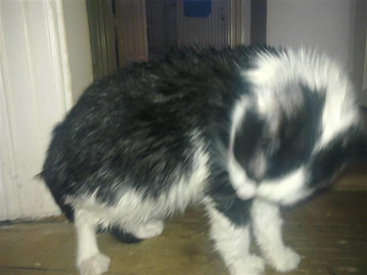 Huskat sille billede 8