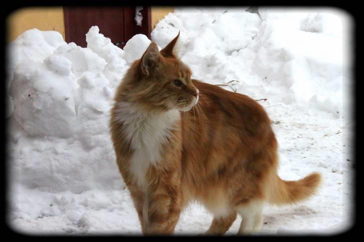 Maine Coon Lion Park's Capello - Lion Park´s Capello (Mizaar) billede 6