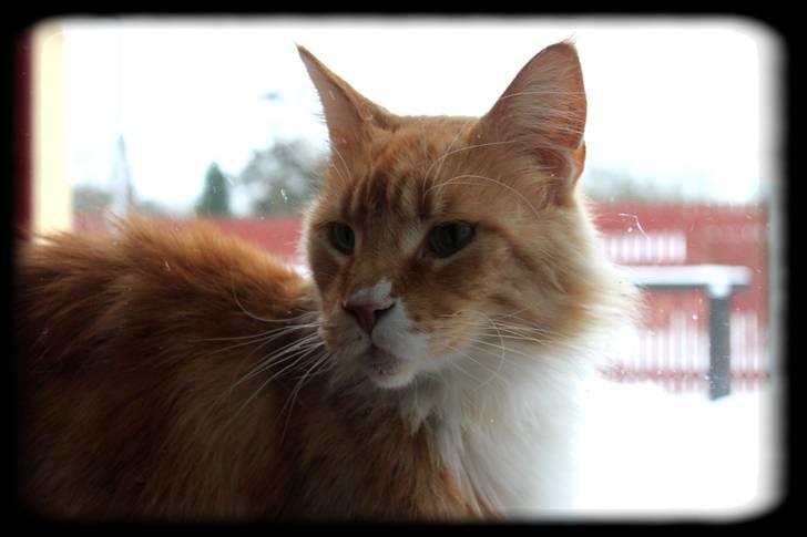 Maine Coon Lion Park's Capello - Lion Park´s Capello (Mizaar) billede 7